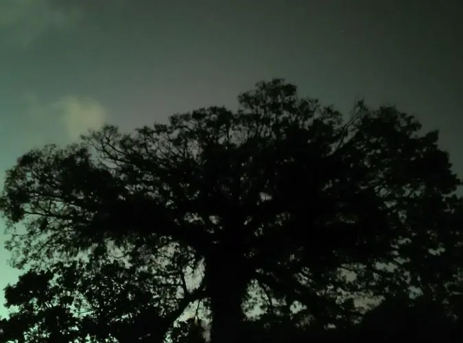 La Ceiba Tree Tilarán