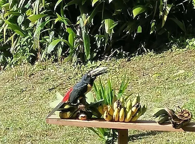 La Ceiba Tree 3* Tilarán