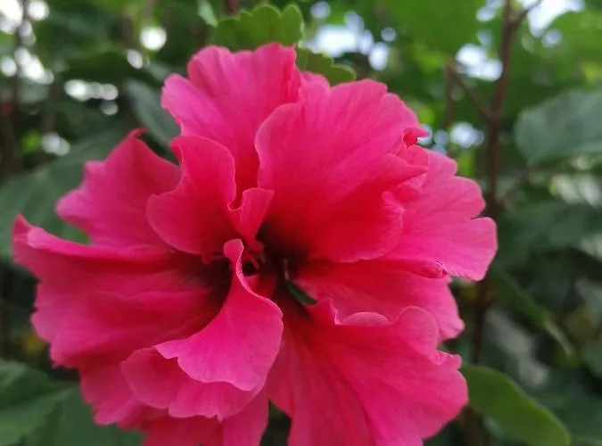 La Ceiba Tree Bed and breakfast 3*