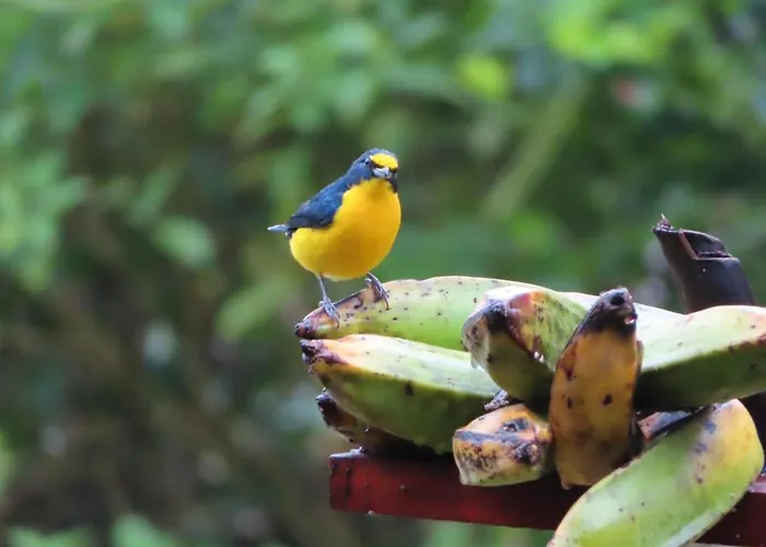 Bed and breakfast La Ceiba Tree