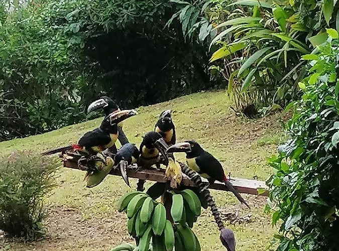 La Ceiba Tree Bed & Breakfast