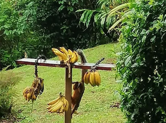 La Ceiba Tree Bed & Breakfast