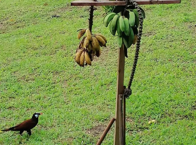 La Ceiba Tree 3*