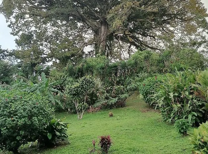 La Ceiba Tree Bed and breakfast Tilarán