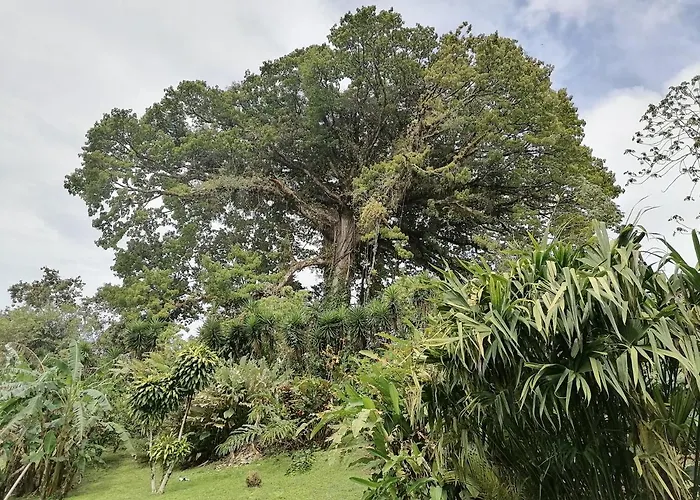 La Ceiba Tree