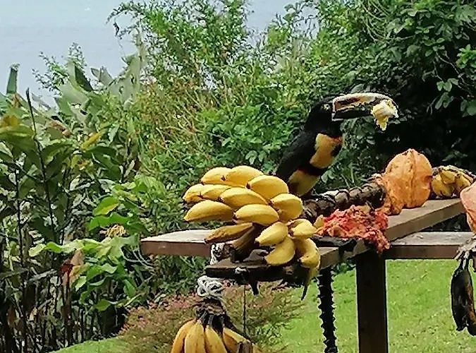 Bed and breakfast La Ceiba Tree Tilarán