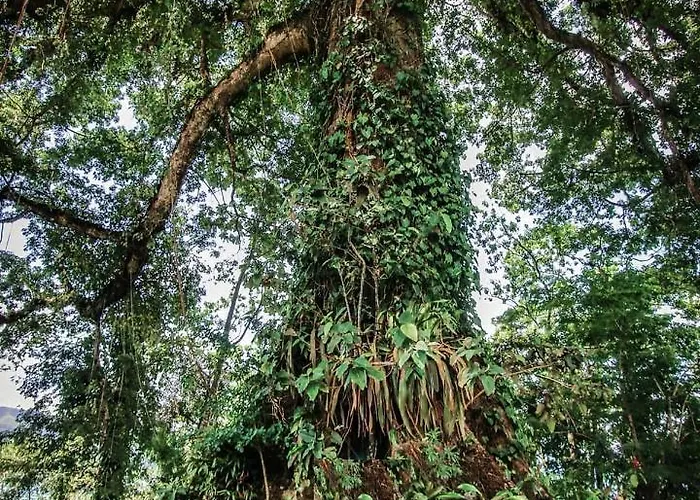 La Ceiba Tree Bed and breakfast