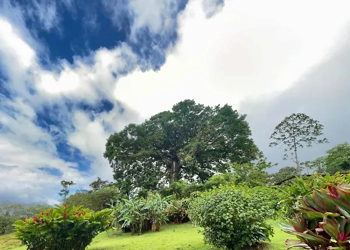 La Ceiba Tree