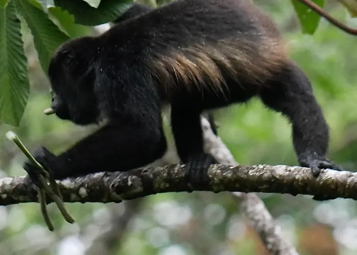 La Ceiba Tree