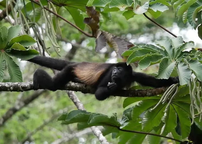 La Ceiba Tree 3*