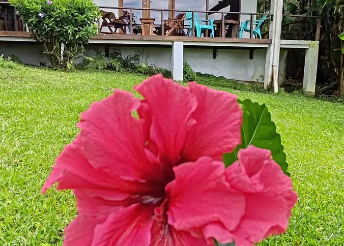 Bed and breakfast La Ceiba Tree